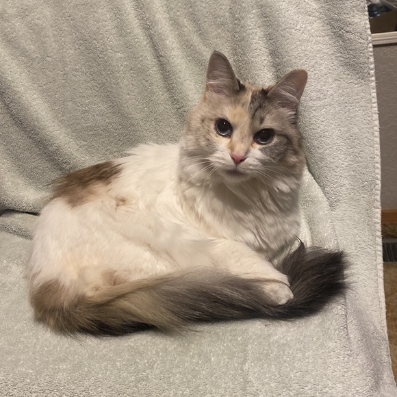 Meet your Posher, Michelle - Picture 3 of 17